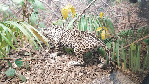 Natural History Museum «Yale Peabody Museum of Natural History», reviews and photos, 170 Whitney Ave, New Haven, CT 06511, USA
