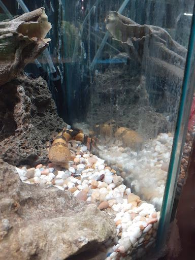 Pet Supply Store «Pet Station Jackson», reviews and photos, 1617 E Michigan Ave, Jackson, MI 49202, USA