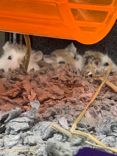 Pet Supply Store «PetSmart», reviews and photos, 20530 E 13 Mile Rd, Roseville, MI 48066, USA