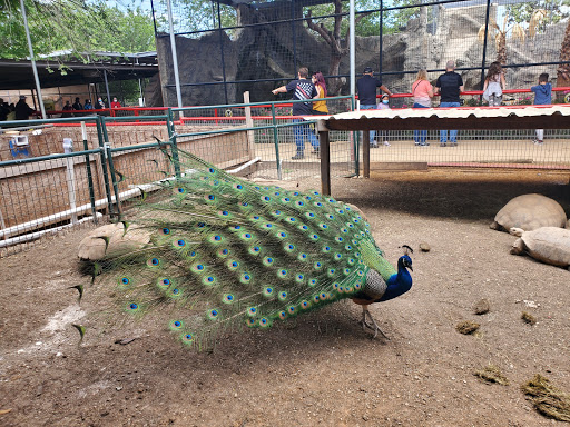 Zoo «Animal World & Snake Farm Zoo», reviews and photos, 5640 Interstate 35 Frontage Rd, New Braunfels, TX 78132, USA