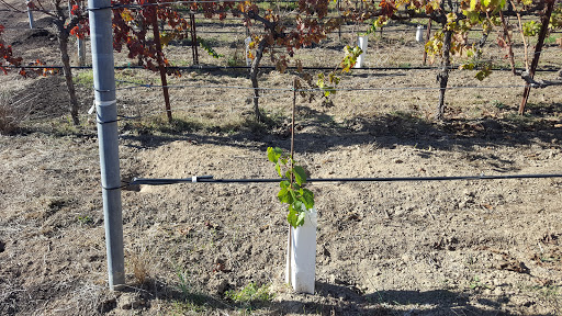 Winery «ACORN Winery/Alegria Vineyards», reviews and photos, 12040 Old Redwood Hwy, Healdsburg, CA 95448, USA