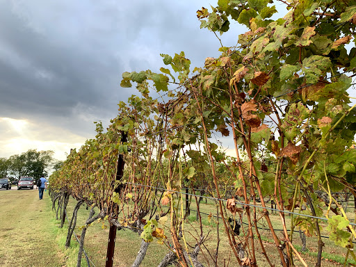 Winery «Eden Hill Winery and Vineyard», reviews and photos, 4910 Eden Hill Ln, Celina, TX 75009, USA
