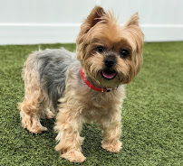 K9 Resorts Luxury Pet Hotel Apex - Photo 7 - Car repair in Apex, NC, Cary