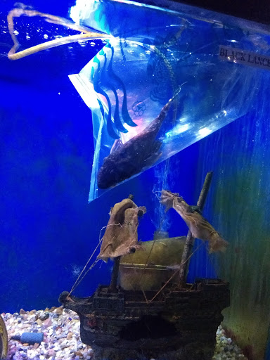 Tropical Fish Store «Midway Tropical Fish & Pets», reviews and photos, 24101 Pacific Hwy S, Kent, WA 98032, USA