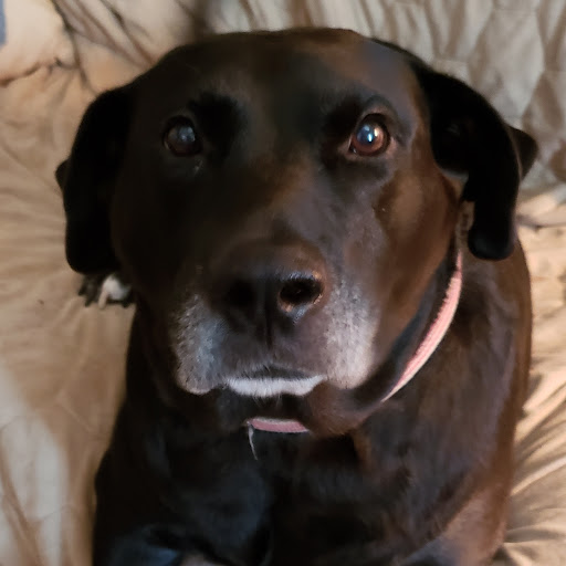 Animal Protection Organization «Butler County Humane Society», reviews and photos