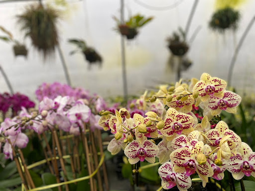 Florist «Floradise Orchids», reviews and photos, 19154 James Madison Hwy, Gordonsville, VA 22942, USA