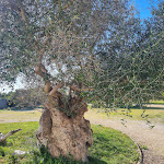 Photo n°1 de l'avis de Gloria.i fait le 22/01/2024 à 20:55 sur le  Masseria Quis Ut Deus - riapriamo a maggio 2023 à Crispiano