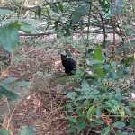 Photo n°33 de l'avis de Elisa.o fait le 16/09/2020 à 10:22 sur le  Parc Gallorose à Loc. Cedrino