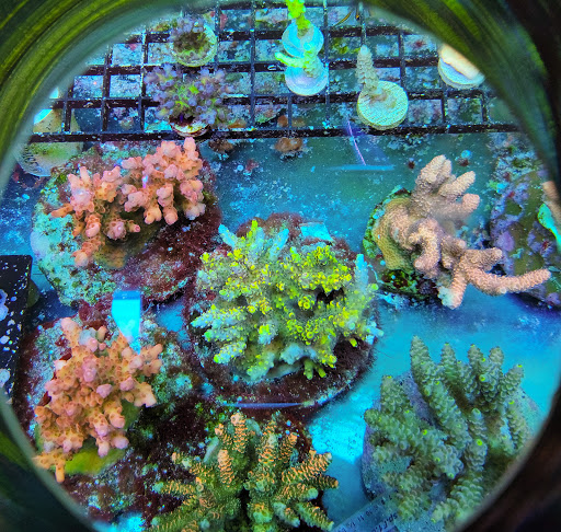 Tropical Fish Store «Shipwreck Cove Custom Aquariums», reviews and photos, 215 S El Camino Real, Encinitas, CA 92024, USA