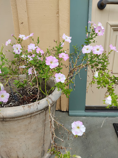 Book Store «Garden District Book Shop», reviews and photos, 2727 Prytania St, New Orleans, LA 70130, USA