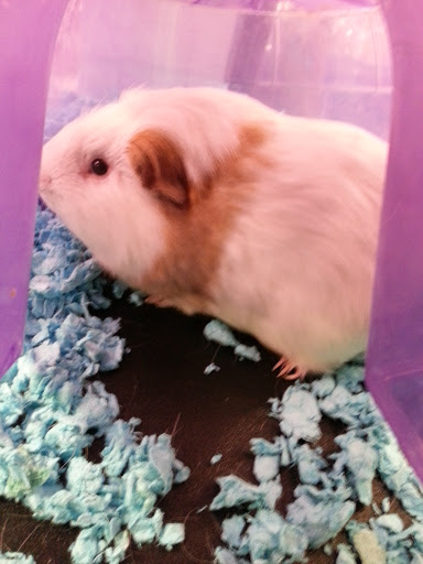 Pet Supply Store «PetSmart», reviews and photos, 8440 S Kipling Pkwy, Littleton, CO 80127, USA