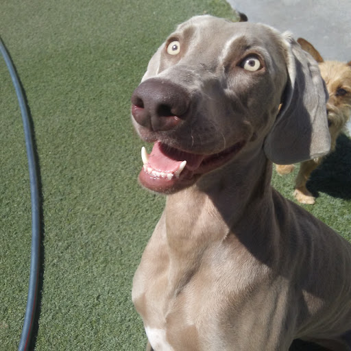 Pet Supply Store «Centinela Feed & Pet Supplies», reviews and photos, 4700 Pacific Coast Hwy, Long Beach, CA 90804, USA