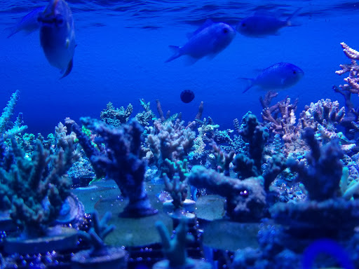 Aquarium «Deep Blue Aquarium», reviews and photos, 5611 Willowcrest Ave, North Hollywood, CA 91601, USA