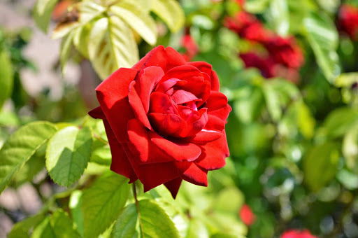 Golf Course «The Clubs of Kingwood - Kingwood Clubhouse», reviews and photos, 1700 Lake Kingwood Trail, Kingwood, TX 77339, USA