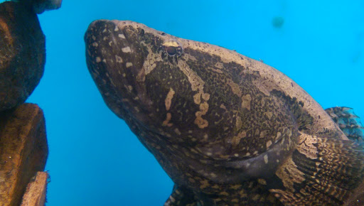 Pet Store «Animal Ark», reviews and photos, 2730 Brookdale Dr, Kingwood, TX 77339, USA