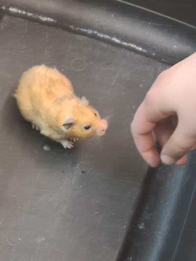 Pet Store «Critters Pet Shop», reviews and photos, Randall Rd, South Elgin, IL 60177, USA