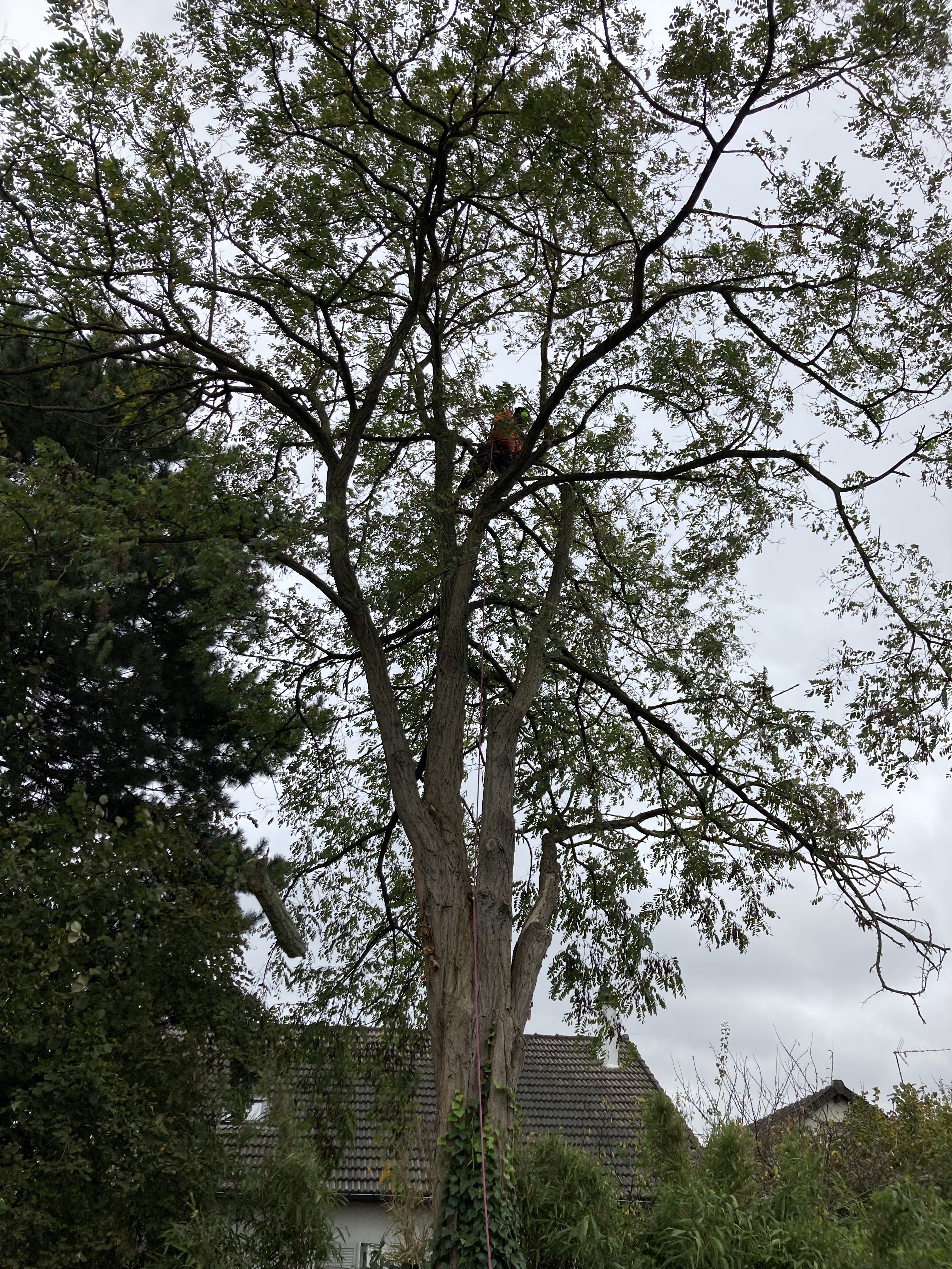 Photo n° 2 de l'avis de Laurent.I fait le 28/10/2023 à 14:40