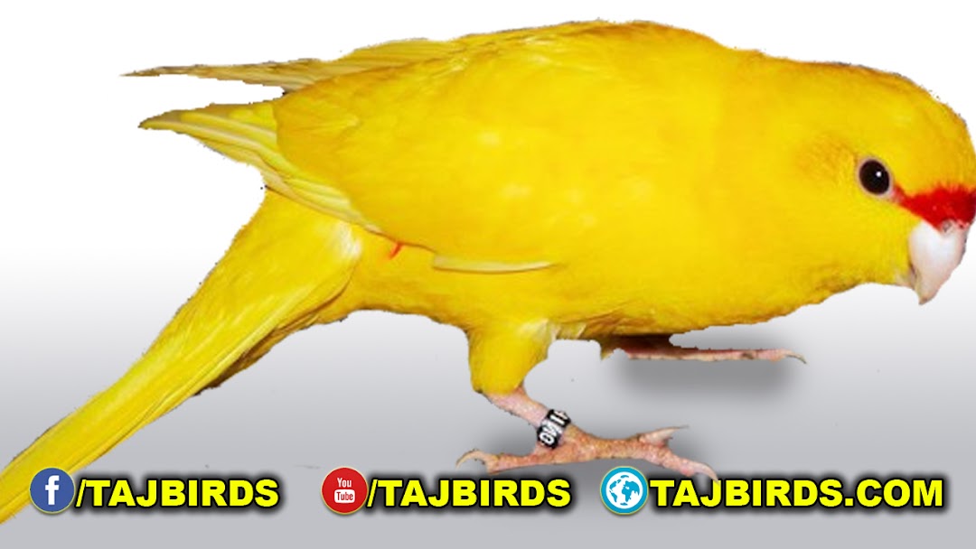 Taj Birds