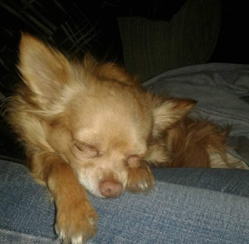 Animal Shelter «The Humane Society of Greater Kansas City», reviews and photos