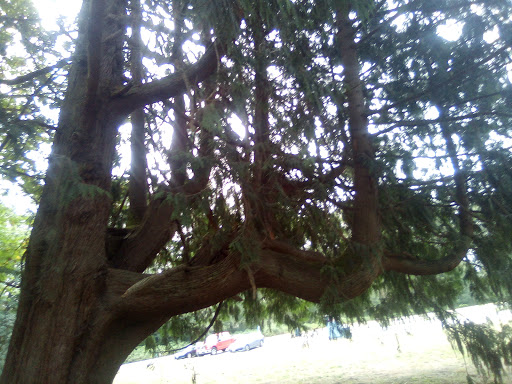 Golf Course «Riverside Disc Golf Course», reviews and photos, 7926 Riverside Rd E, Sumner, WA 98390, USA