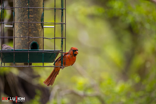 Nature Preserve «Warbler Woods», reviews and photos, 19349 Old Wiederstein Rd, Cibolo, TX 78108, USA