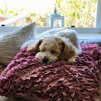 PetSmart - Photo 5 - Car repair in Leesburg, FL, Leesburg