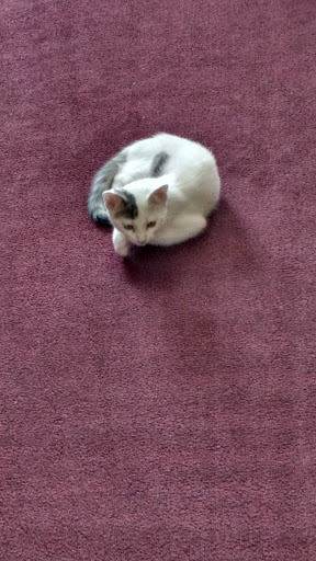 Pet Supply Store «H3 Pet Supply», reviews and photos, 475 Hawley Ln, Stratford, CT 06614, USA