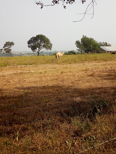 NAPRI | National Animal Production Research Institute, Zaria Sokoto Rd, Zaria, Nigeria, Animal Hospital, state Kaduna