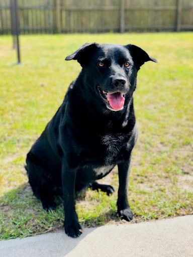 Pet Supply Store «PetSmart», reviews and photos, 11331 Causeway Blvd, Brandon, FL 33511, USA