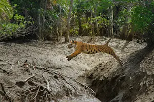 Sundarban Tour & Wildlife Trip - Tuas Travels image