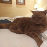 Photo n°16 de l'avis de Terrie. fait le 03/01/2020 à 15:28 sur le  Hotel Mirti à Rome