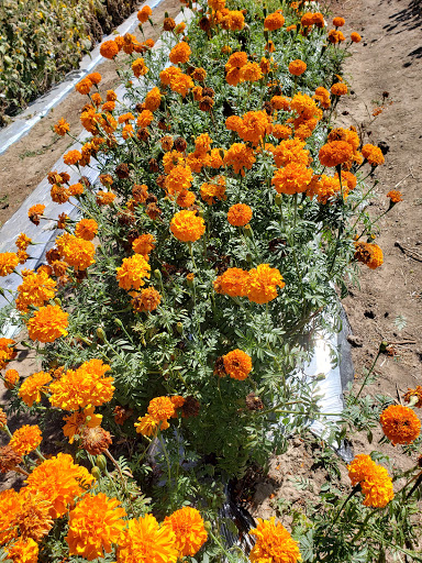 Produce Market «Berry Patch Farms», reviews and photos, 13785 Potomac St, Brighton, CO 80601, USA