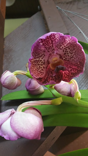 Florist «Natural Orchids Boutique», reviews and photos, 10129 SW 72nd St, Miami, FL 33173, USA