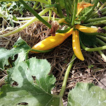 Photo n° 3 de l'avis de Philippe.a fait le 01/10/2022 à 11:49 pour Le chalet du bonheur à Manciet