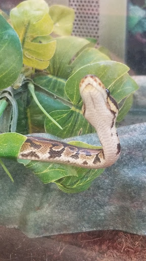 Pet Supply Store «Petco Animal Supplies», reviews and photos, 3380 124th Ave NW, Coon Rapids, MN 55433, USA