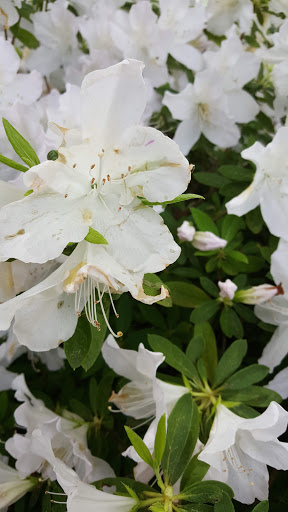 Golf Club «Towne Lake Hills Golf Club», reviews and photos, 1003 Towne Lake Hills E, Woodstock, GA 30189, USA