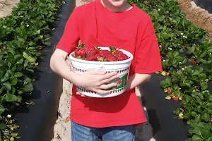 Cottle Strawberry Nursery image