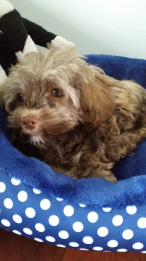 Pet Supply Store «Pet Ranch», reviews and photos, 3823 E 120th Ave, Denver, CO 80233, USA