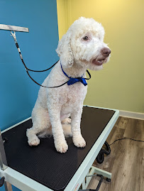 Temple Of Groom Pet Grooming - Photo 2 - Car repair in Yuba City, CA, Yuba City