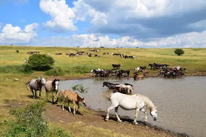 Livno Wild Horses Adventure Tours (Livanjski divlji konji) image