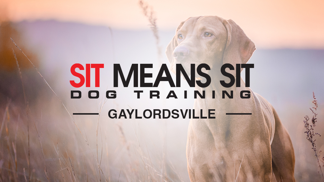 Sit Means Sit Dog Training Gaylordsville