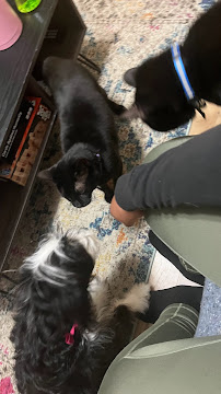Sheik's Sanctuary Pet Sitting & Dog Walking - Photo 9 - Car repair in Chicago, IL, Chicago