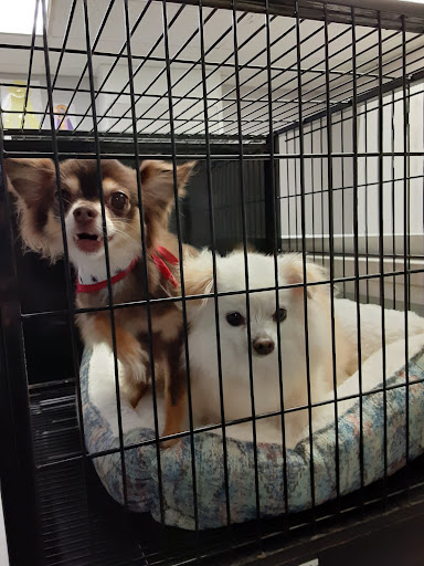 The Club Pet Salon of Addison