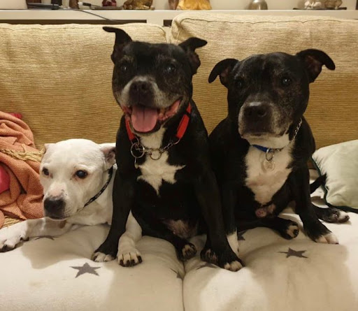 Staffie & Stray Rescue