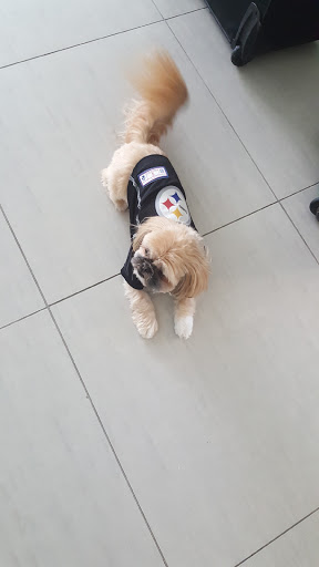 Pet Store «South Beach Pet Shop», reviews and photos, 634 6th St, Miami Beach, FL 33139, USA