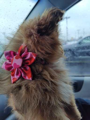 Pet Supply Store «Fetch Pet Supplies & Gifts», reviews and photos, 1332 E Republic Rd, Springfield, MO 65804, USA