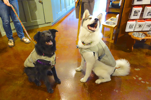 Pet Supply Store «Green Dog Pet Supply», reviews and photos, 4327 NE Fremont St, Portland, OR 97213, USA