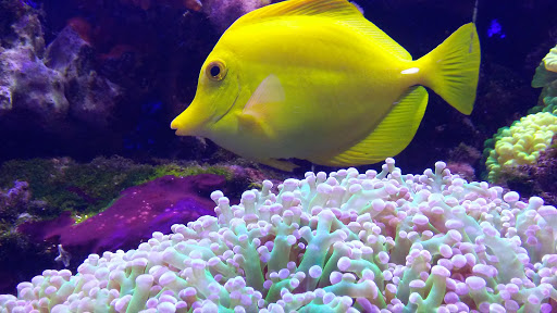 Aquarium «Aquarium of Niagara», reviews and photos, 701 Whirlpool St, Niagara Falls, NY 14301, USA