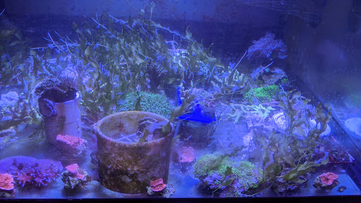 Pet Store «Exotic Fish», reviews and photos, 406 Northside Dr # F, Valdosta, GA 31602, USA