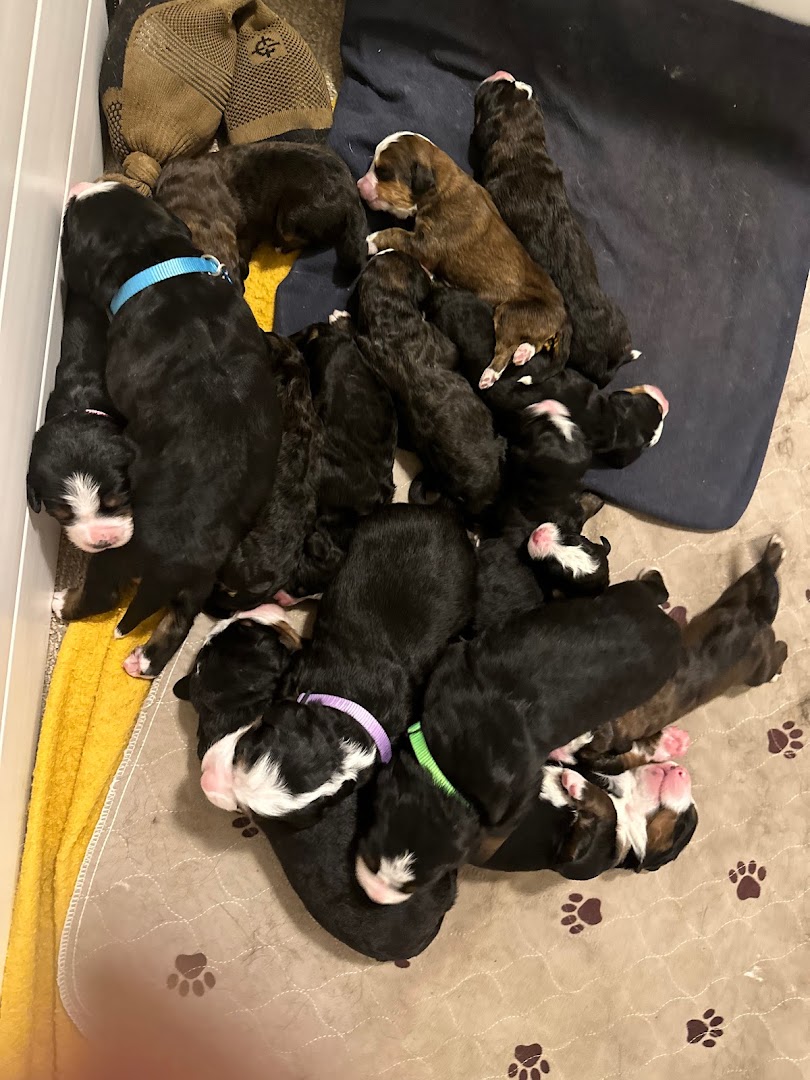 Idaho Bernese Mountain Dogs